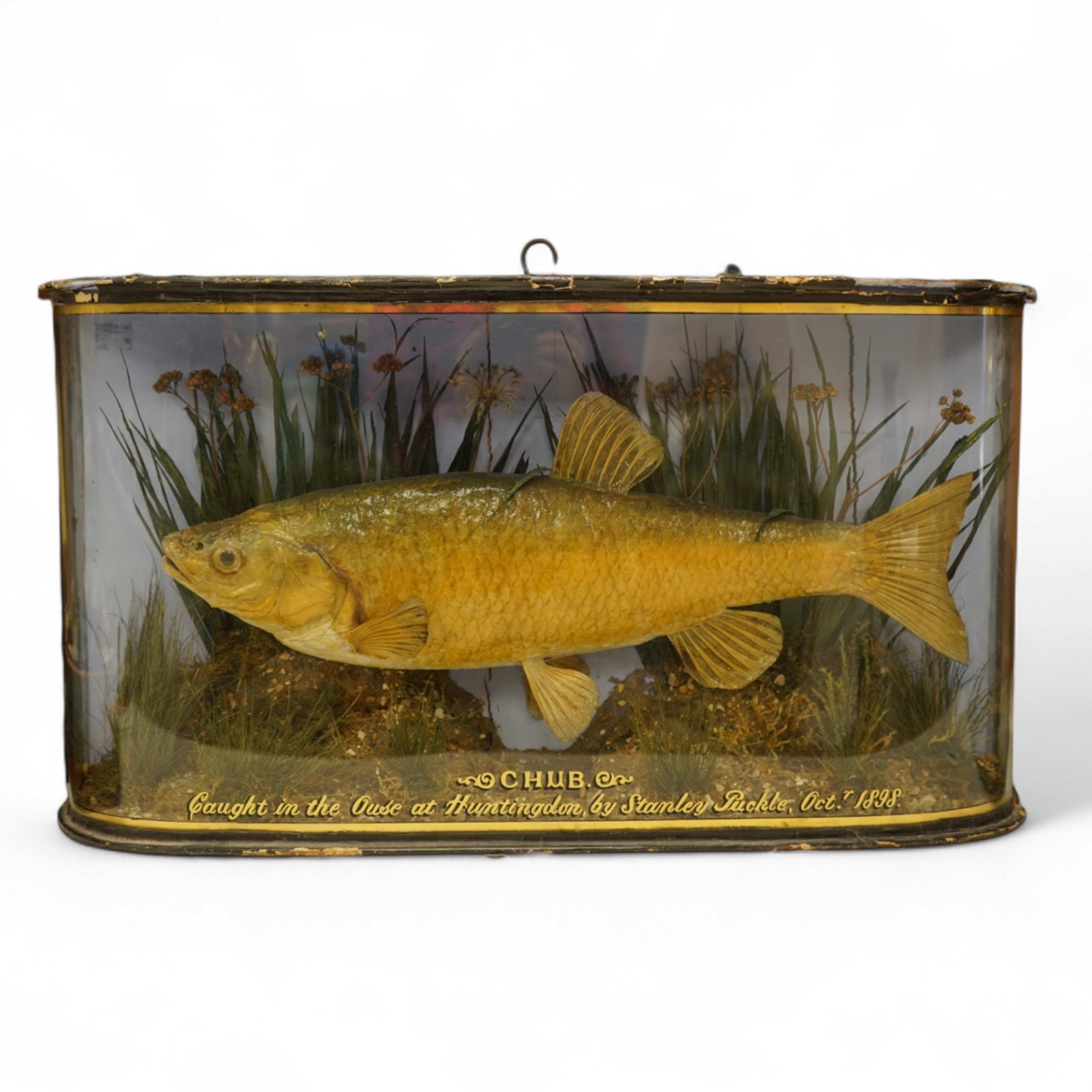 A taxidermy Chub in a bowed case, inscribed ‘Caught in the Ouse at Huntingdon, by Stanley Puckle, Oct. 1898’, 59cm wide